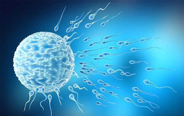 tinh trùng là gì đặc điểm tính chất và vai trò của tinh trùng