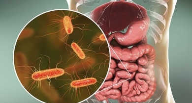 vi khuẩn e.coli có lợi hay có hại