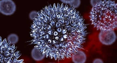virus herpes sinh dục hsv